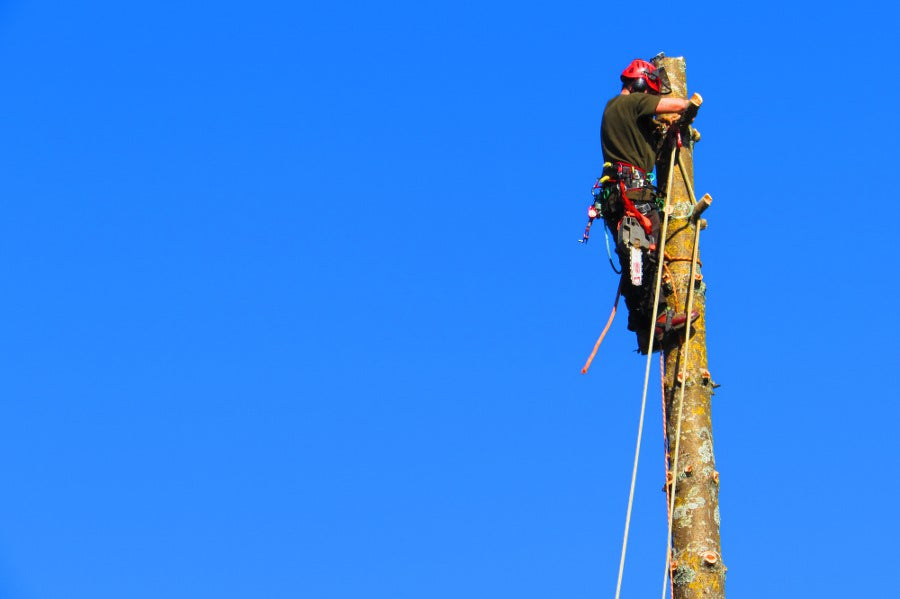 Tree Work Services in Auckland Arborist Projects by Oakwood